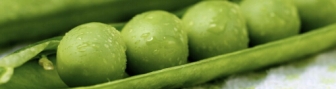 gallery/lecithin w web