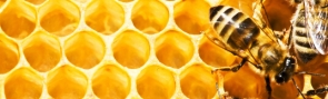 gallery/propolis w