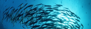 gallery/fish oil w